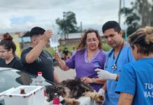 Tucumán Mascotas garantiza la sanidad animal en La Madrid