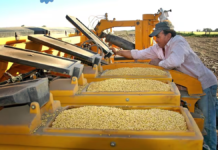 La nueva ley de semillas no va a lograr que tengamos mejores rindes