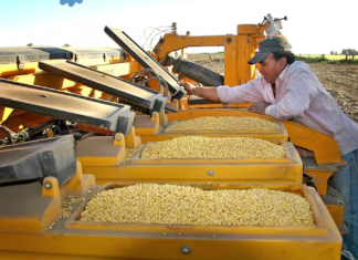 La nueva ley de semillas no va a lograr que tengamos mejores rindes