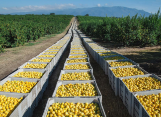Las exportaciones de Tucumán crecieron un 17% en la última década
