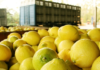 ¿Cuáles son las estimaciones de producción de limón en el NOA?