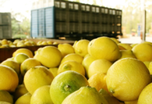 ¿Cuáles son las estimaciones de producción de limón en el NOA?