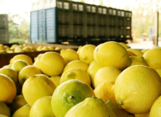 ¿Cuáles son las estimaciones de producción de limón en el NOA?