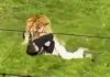 Un hombre saltó al recinto de un tigre en un zoo y murió tras ser atacado