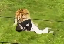 Un hombre saltó al recinto de un tigre en un zoo y murió tras ser atacado