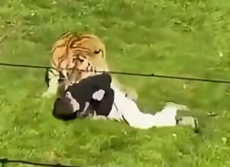 Un hombre saltó al recinto de un tigre en un zoo y murió tras ser atacado
